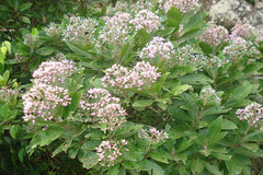 Vernonia vivekanathanii